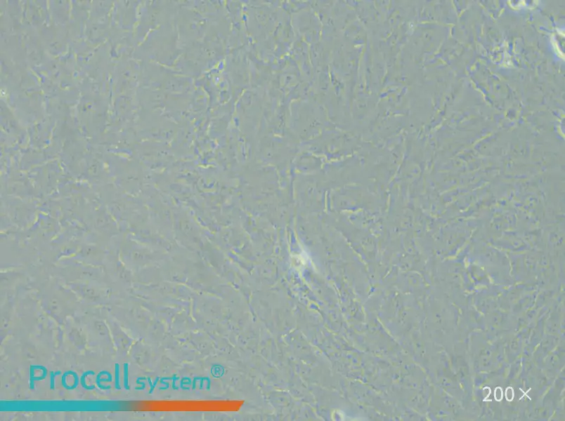 KGN Cell Complete Medium - small - 4