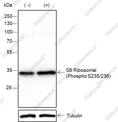 Recombinant Phospho-S6 Ribosomal Protein (Ser235, Ser236) Monoclonal Antibody - 1