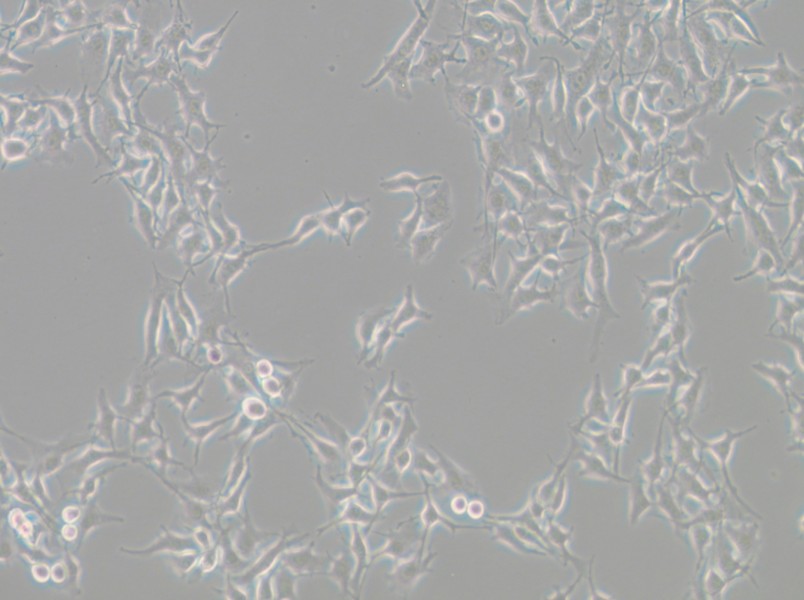 B16-F10 Cell Complete Medium - small - 4