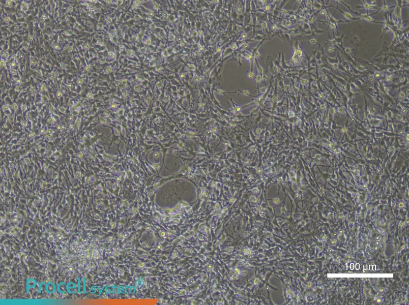 Mouse Astrocytes - 1