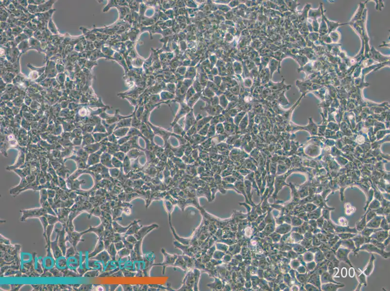 293T [HEK-293T] Cell Complete Medium - small - 4