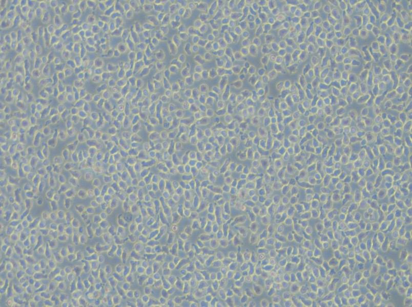 JM-1 Cell Complete Medium - 6