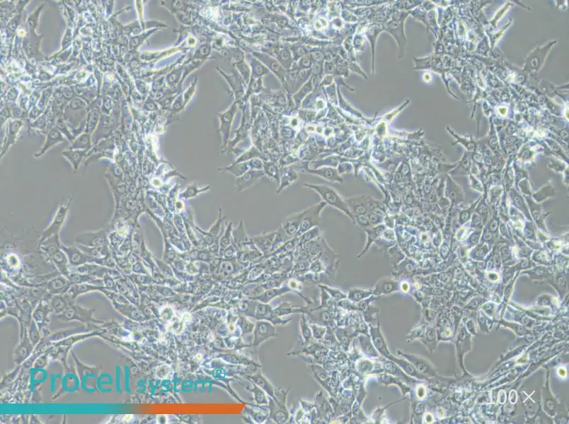 Bewo Cell Complete Medium - 3