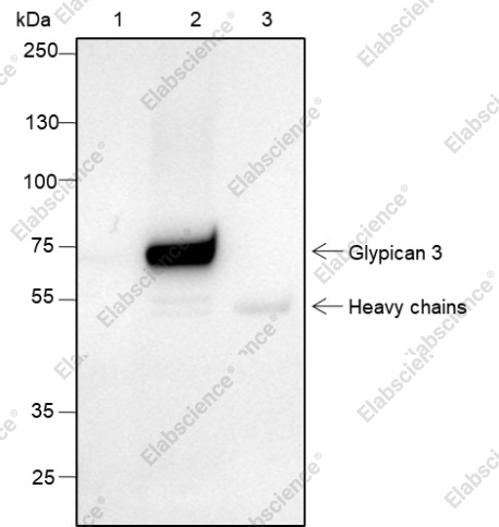 Recombinant Glypican 3 Monoclonal Antibody - 4