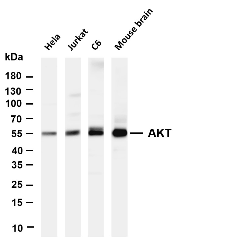 Recombinant Akt (pan) Monoclonal Antibody - 2