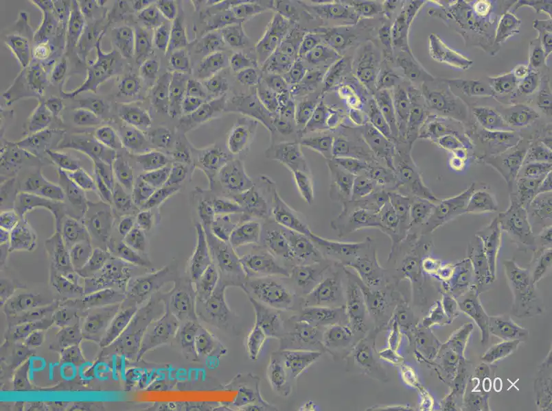 Vero Cell Complete Medium - small - 5