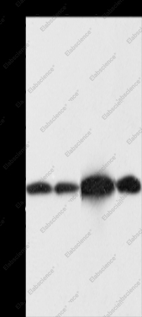 NAPA Polyclonal Antibody - 1