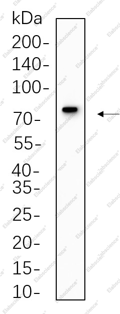 Recombinant MX1 Monoclonal Antibody - 1