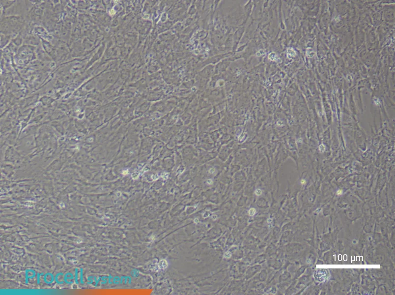 Mouse Synovial Fibroblast Complete Medium - 2