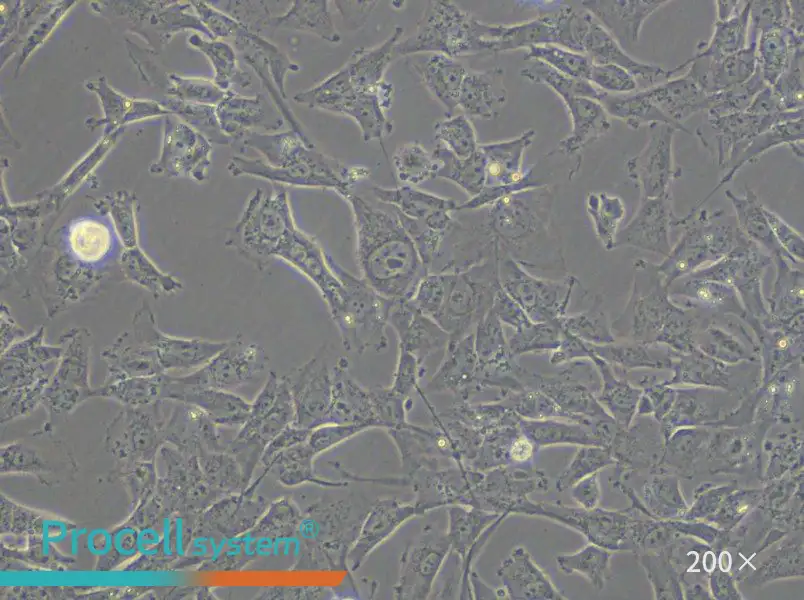 HTh-7 Cell Complete Medium - small - 5