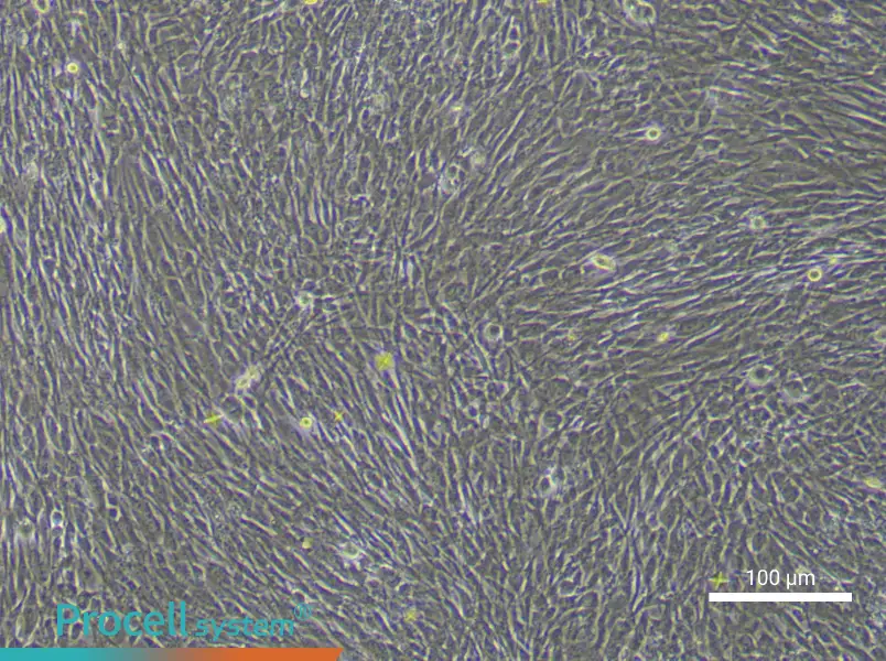 Human Adipose-derived Mesenchymal Stem (Primary cell immortalization) Cell Complete MediumHuman Adipose-derived Mesenchymal Stem (Primary cell immortalization) Cell Complete Medium - 2