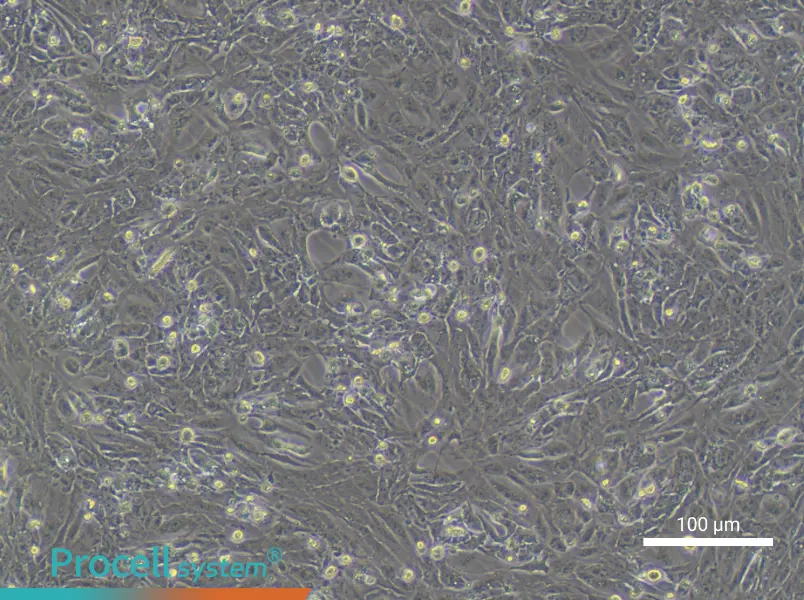 VMRC-RCZ Cell Complete Medium