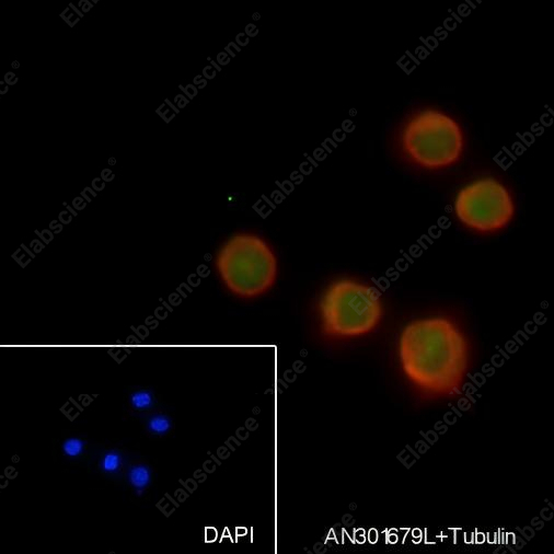 Recombinant TPX2 Monoclonal Antibody - 4