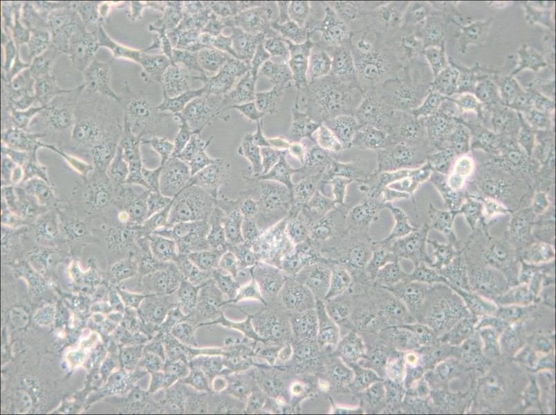 COS-7 Cell Complete Medium - 5