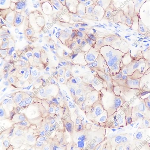 Recombinant CD47 Monoclonal Antibody - 1