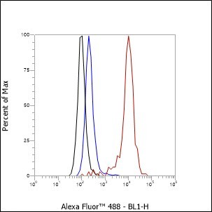 Recombinant Laminin beta 1 Monoclonal Antibody - small - 3