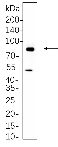 Recombinant RSK2 Monoclonal Antibody-searchlist-1