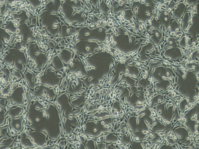 Psi2 DAP Cell Complete MediumPsi2 DAP Cell Complete Medium - 3