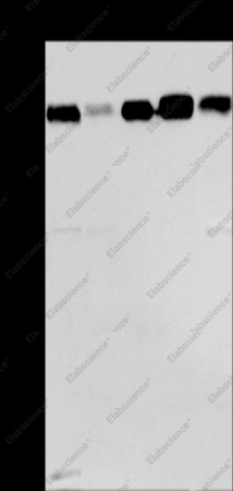 CEP97 Polyclonal Antibody - 1