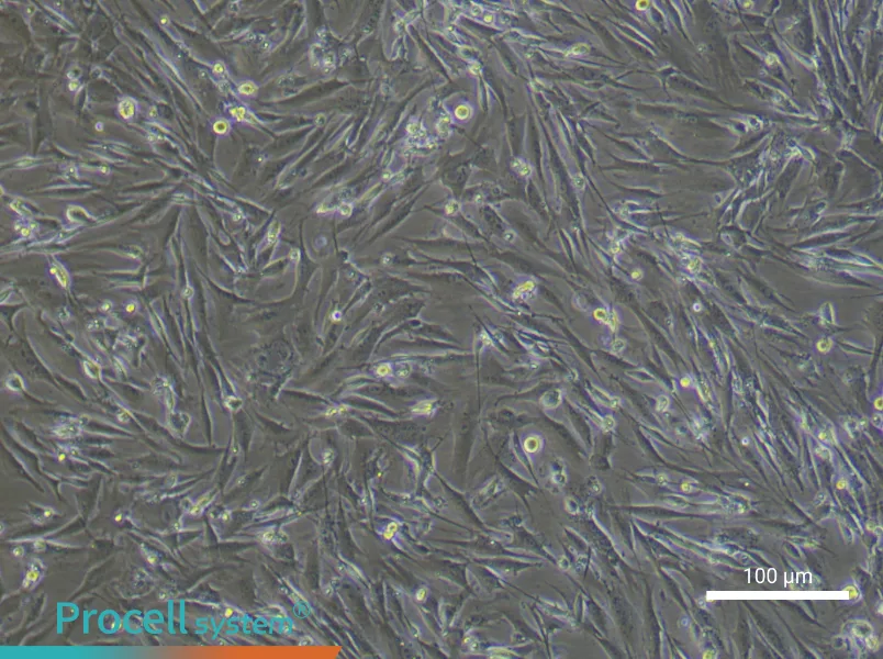 Mouse Brown Preadipocyte Complete Medium - 3