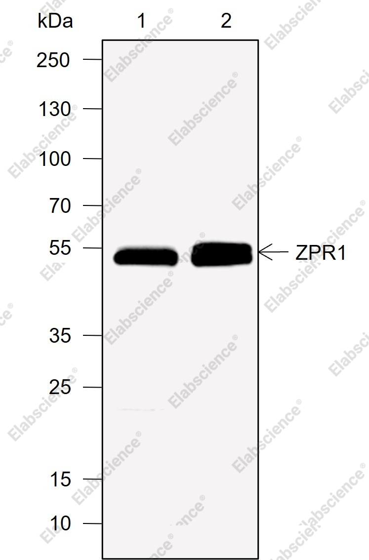 Recombinant ZPR1 Monoclonal Antibody - 1