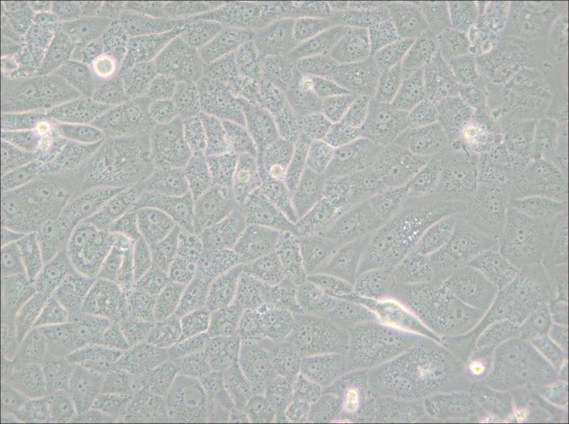 SK-LU-1 Cell Complete MediumSK-LU-1 Cell Complete Medium - 3