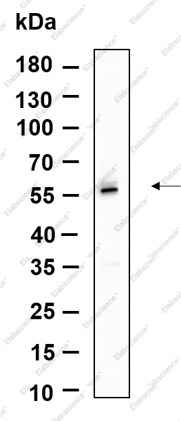 Recombinant TRAF2 Monoclonal Antibody - 1