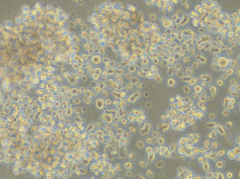 LCL 721.221 Cell Complete Medium - small - 6