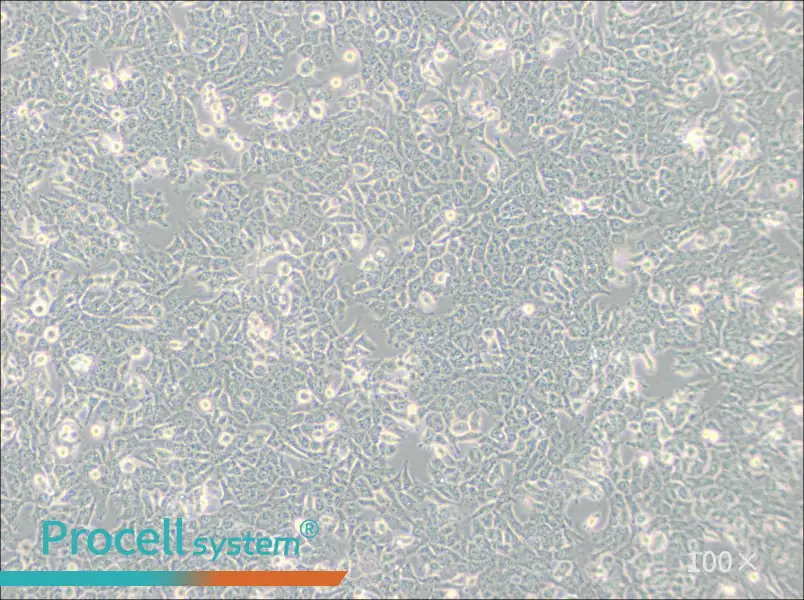 SN12C Cell Complete Medium - 1