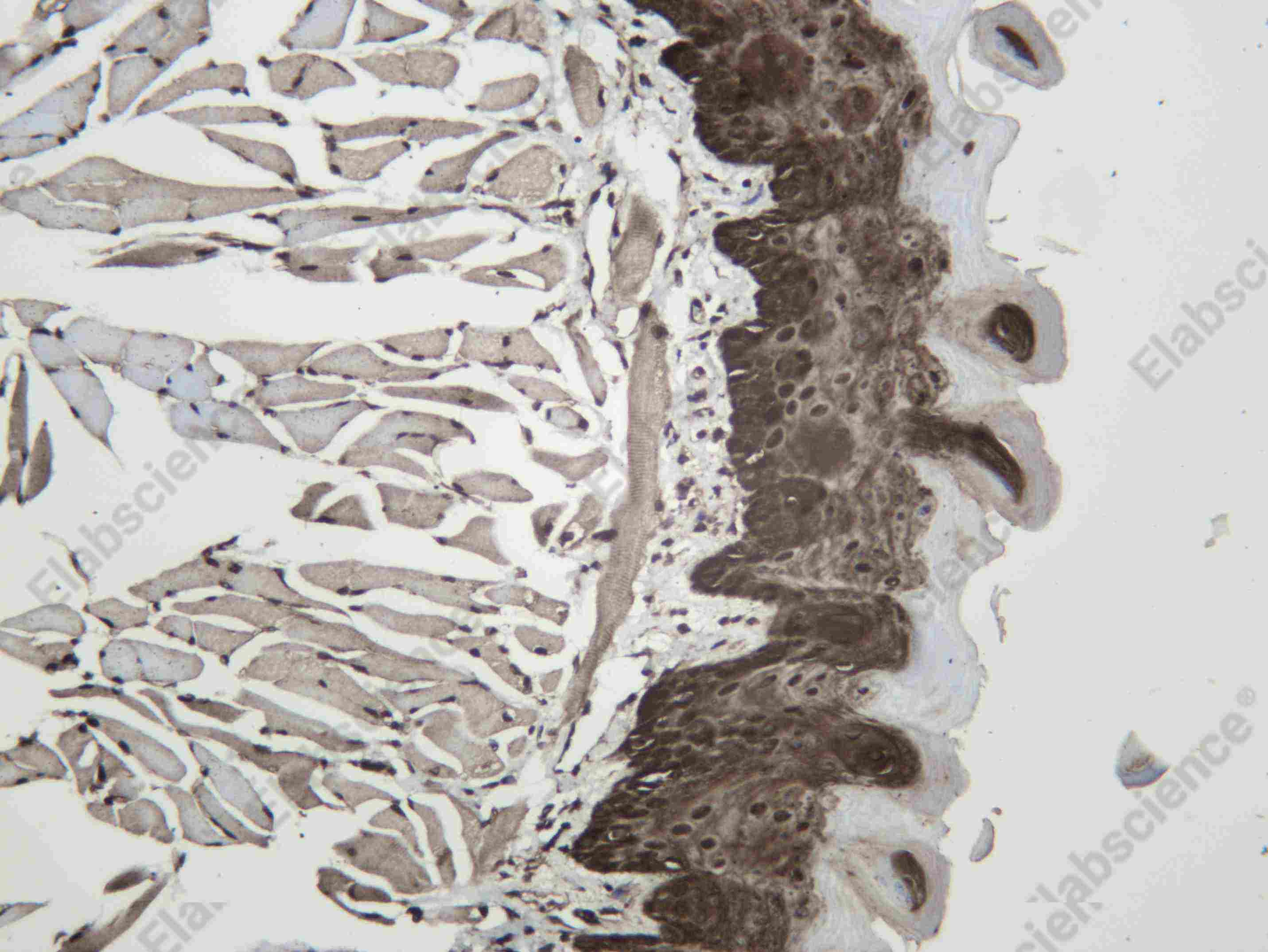 Recombinant DYL1 Monoclonal Antibody - 2