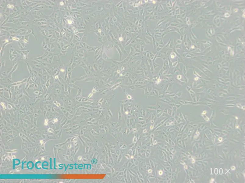 MA-104 [MA104] Cell Complete Medium - 3