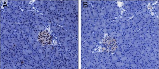 Recombinant Histone H4 (Acetyl Lys12) Monoclonal Antibody - small - 5
