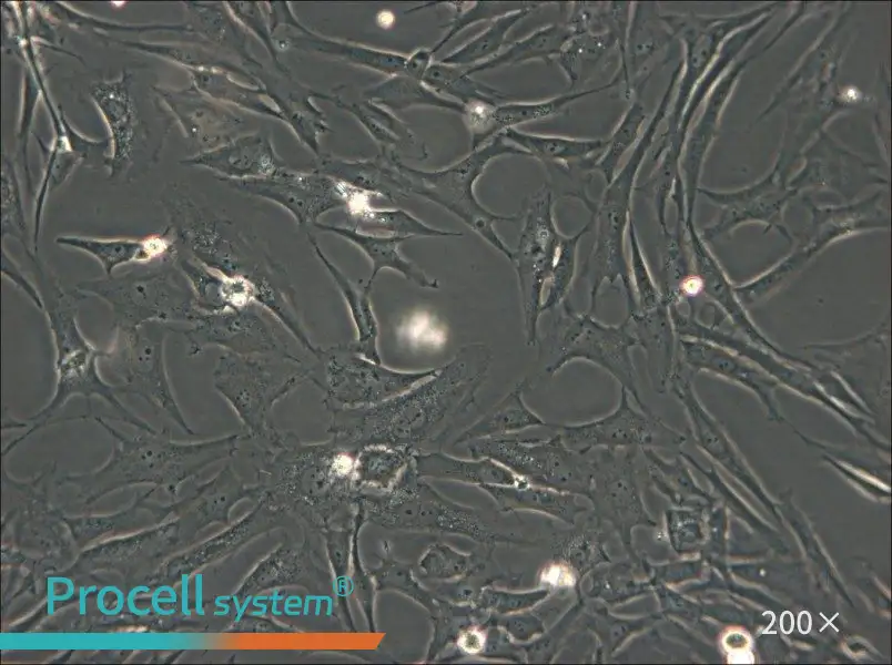 HS-27A Cell Complete Medium - 6