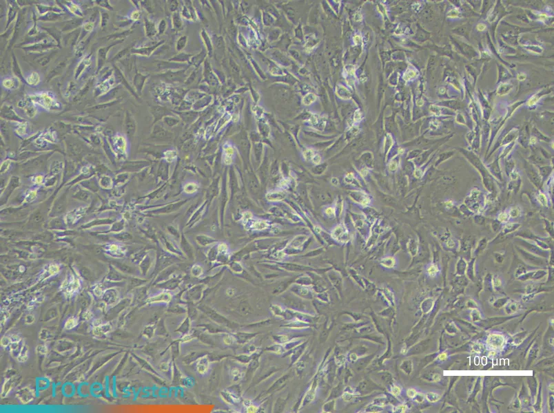 Mouse Testicular Leydig CellsMouse Testicular Leydig Cells - 2