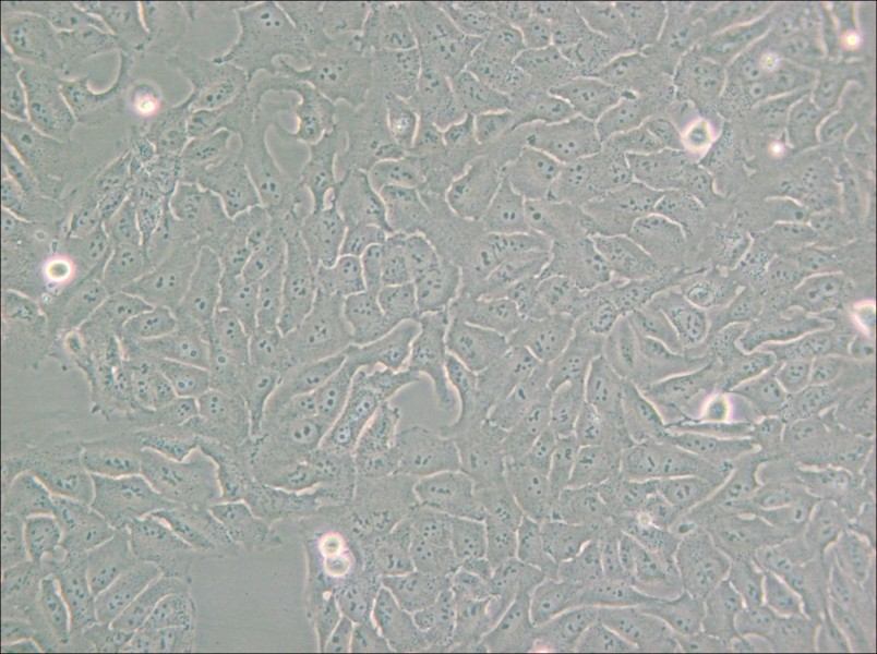 KHOS-240S Cell Complete Medium - small - 5