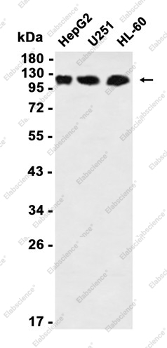 Recombinant Daxx Monoclonal Antibody - 1