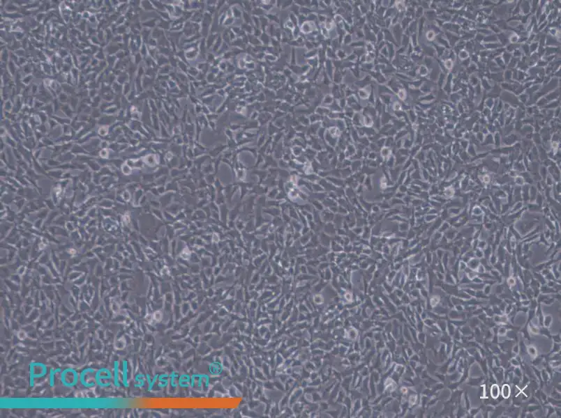 CHL Cell Complete Medium - 3