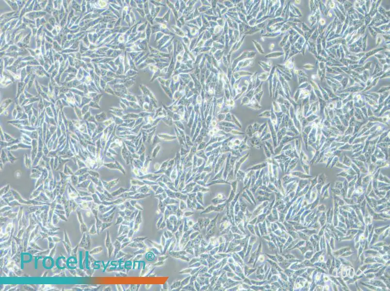 HGC-27 Cell Complete Medium - 2