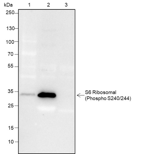 Recombinant Phospho-S6 Ribosomal Protein (Ser240, 244) Monoclonal Antibody - small - 8