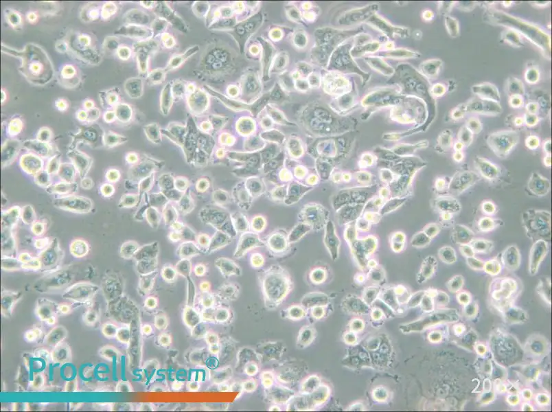 AsPC-1 Cell Complete Medium - 5
