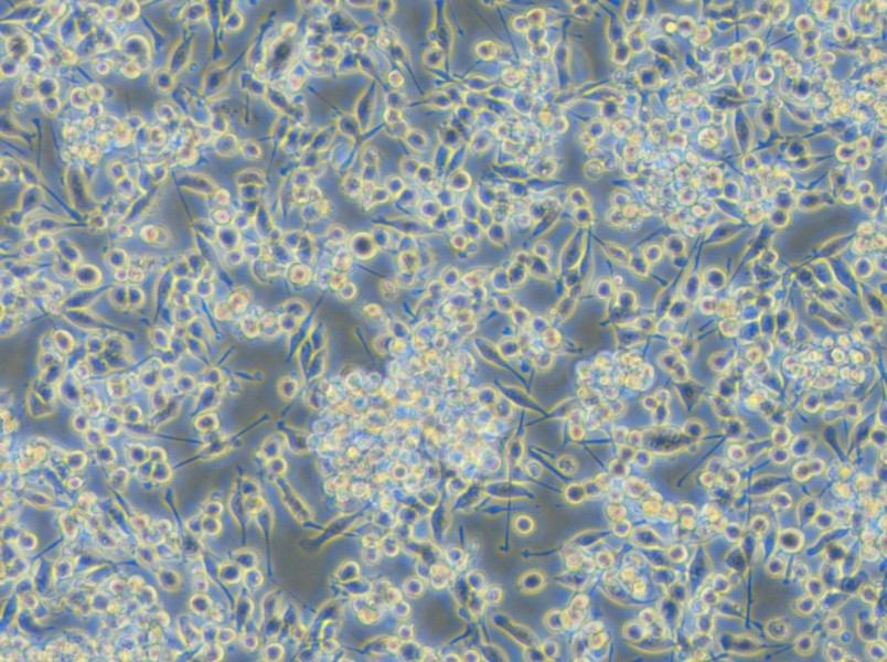 BV2-EGFP Cell Complete Medium - 6