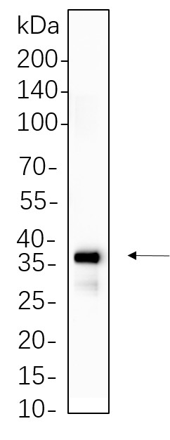 Recombinant Cleaved N-terminal GSDMD Monoclonal Antibody-searchlist-1
