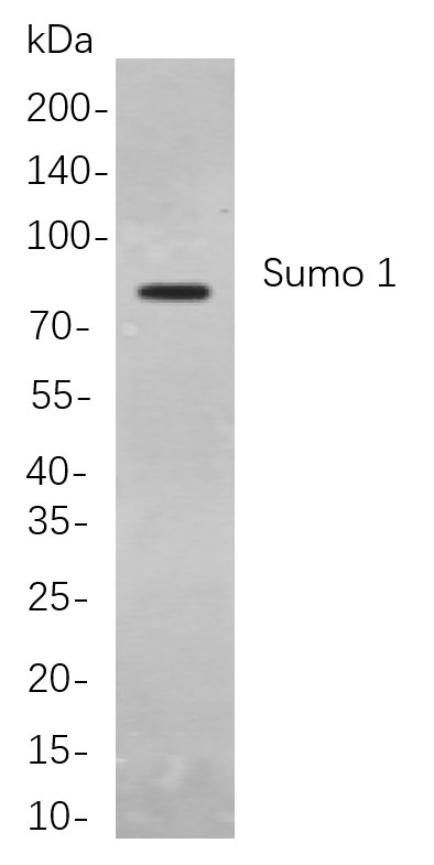Recombinant Sumo 1 Monoclonal Antibody-searchlist-1