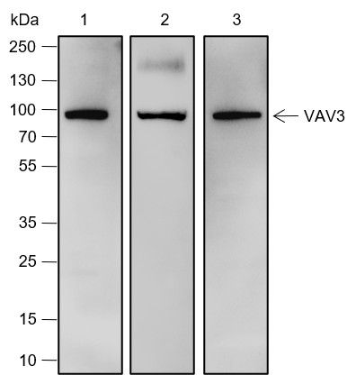 Recombinant VAV3 Monoclonal Antibody-searchlist-1