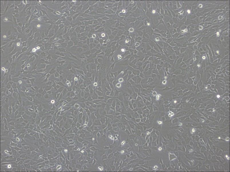 hCMEC/D3 Cell Complete Medium - 3