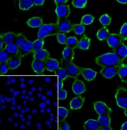 Recombinant CSF-1R Monoclonal Antibody - small - 2