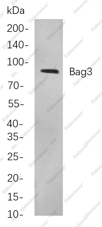 Recombinant Bag3 Monoclonal Antibody - 1
