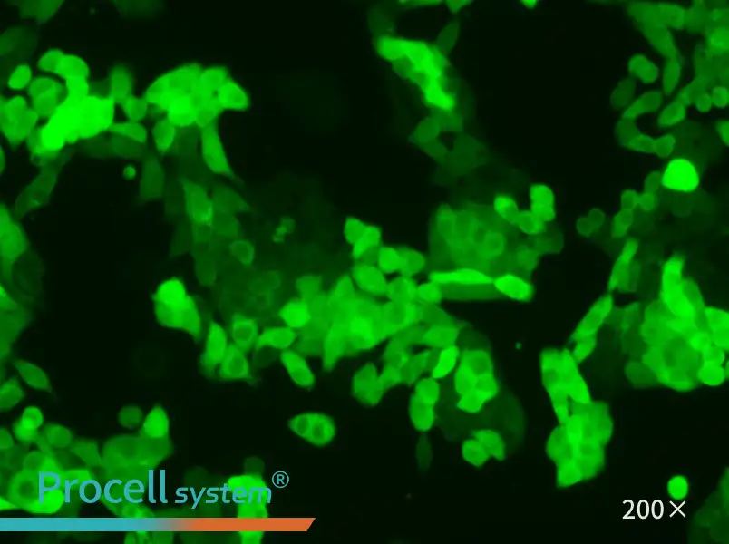SW620-GFP Cell Complete Medium - 6