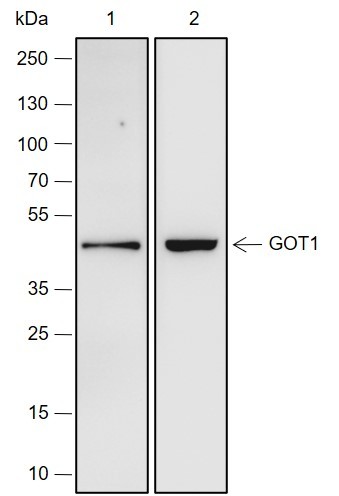 Recombinant GOT1 Monoclonal Antibody-searchlist-1