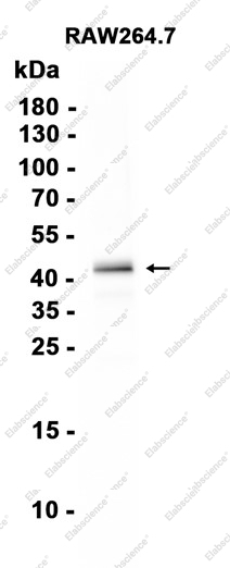 Recombinant IRF2 Monoclonal Antibody - 1